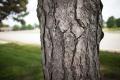 IMG_3865 bark